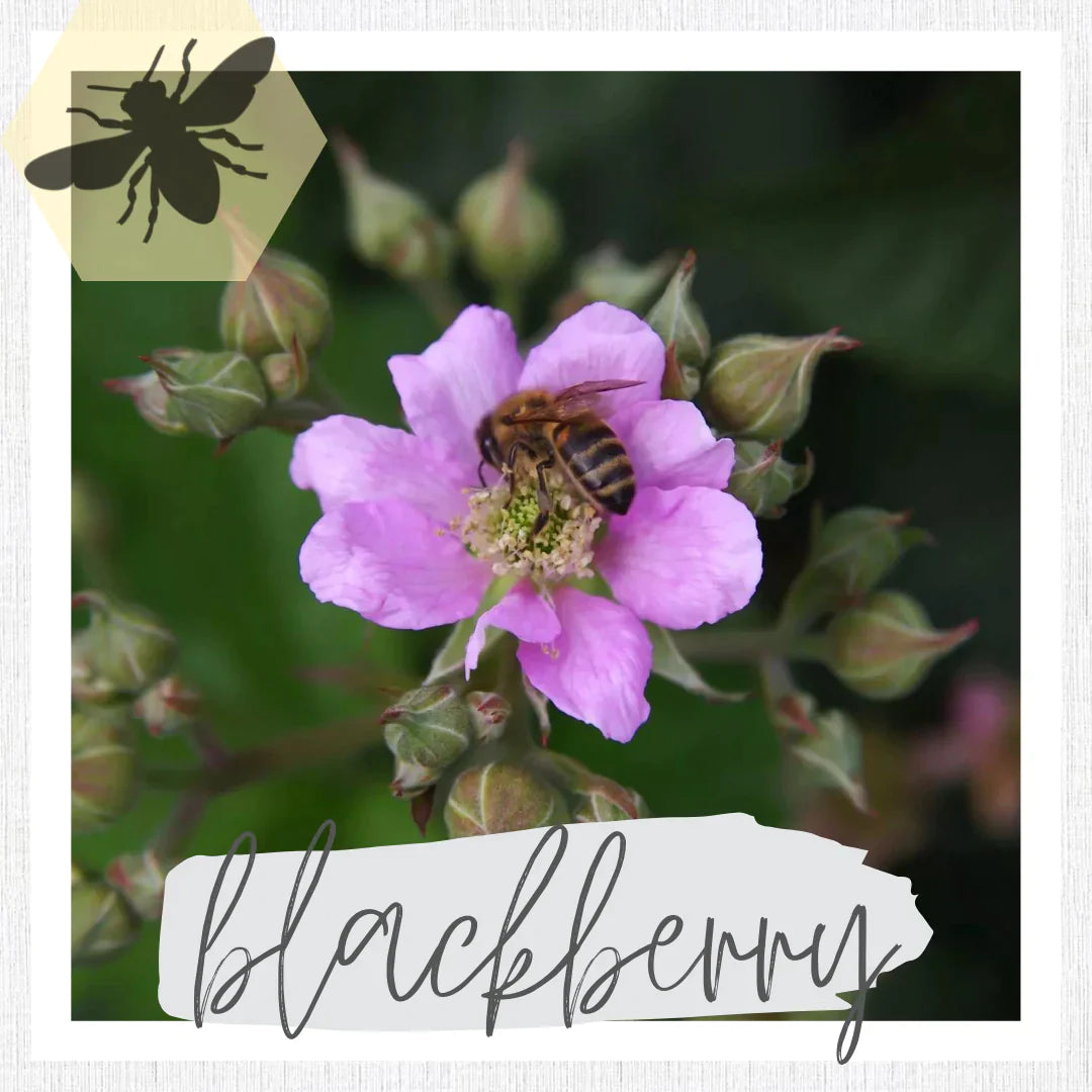 Sweet Valentine's Honey Sampler Gift Set of 3 Beelicious Honey Farms